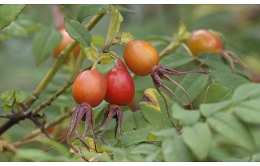Rosa davurica