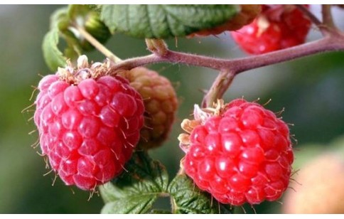 Rubus chingii