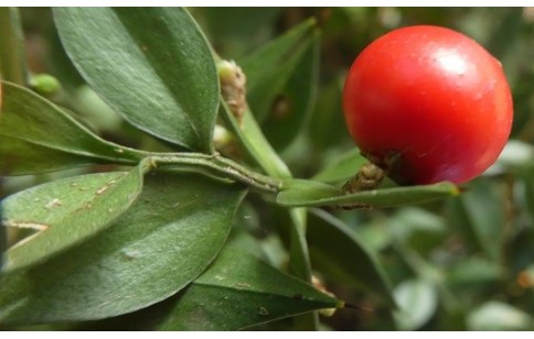 Ruscus aculeatus