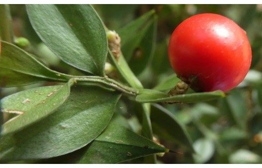 Ruscus aculeatus