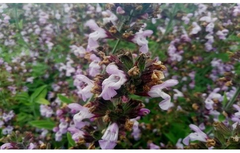 Salvia fruticosa