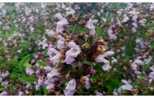 Salvia fruticosa