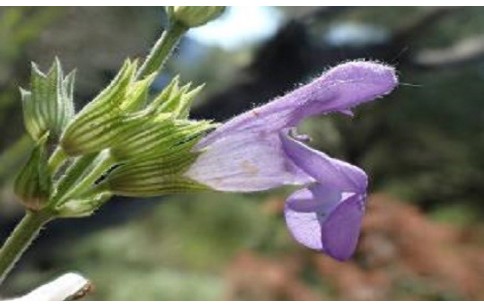 Salvia lavandulifolia