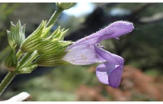 Salvia lavandulifolia