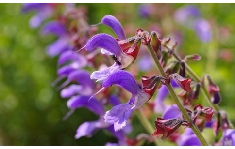 Salvia miltiorrhiza