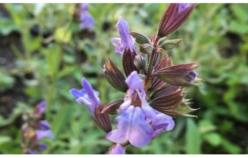 Sauge à fleur blanche condimentaire - Salvia officinalis 'Albiflora