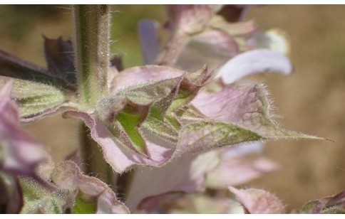 Salvia sclarea