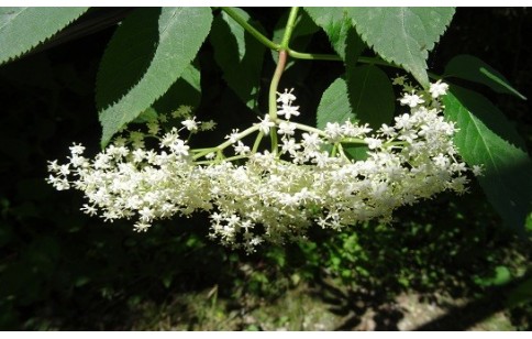 Sambucus nigra