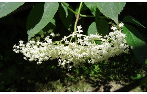 Sambucus nigra