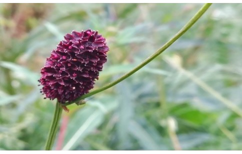 Sanguisorba officinalis