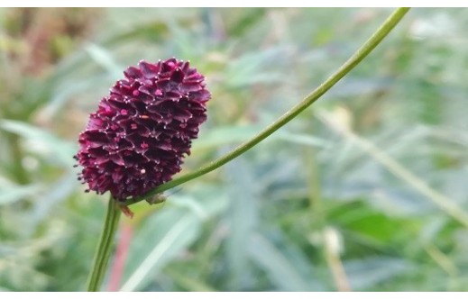 Sanguisorba officinalis