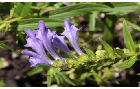 Scutellaria baicalensis