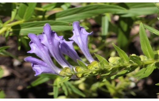 Scutellaria baicalensis