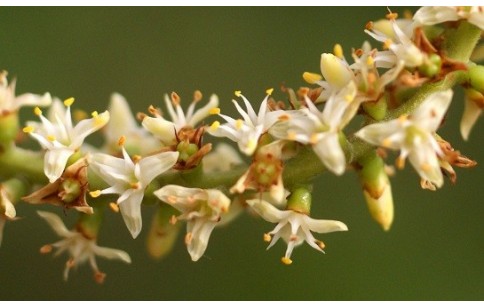 Serenoa repens