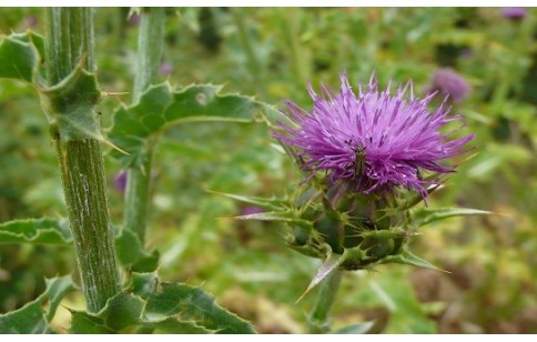 Silybum marianum