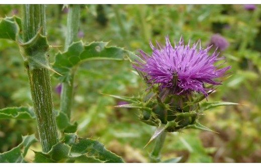 Silybum marianum