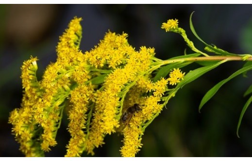 Solidago gigantea