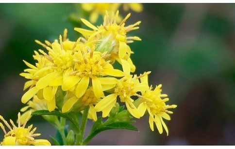 Solidago virgaurea