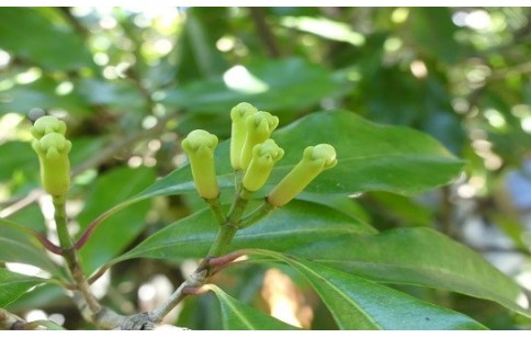 Syzygium aromaticum