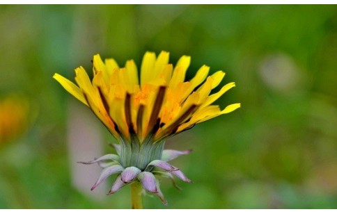 Taraxacum officinale