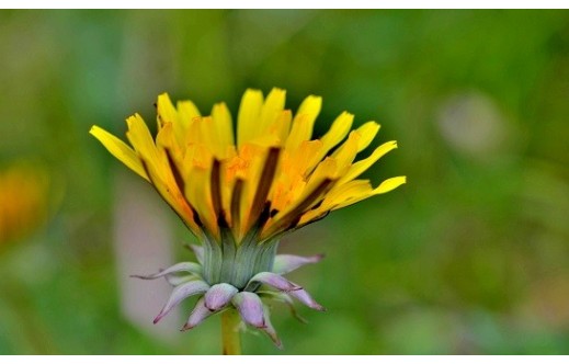 Taraxacum officinale