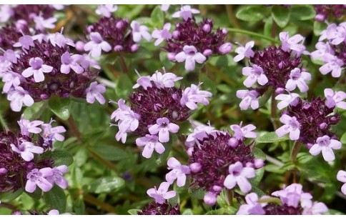 Thymus serpyllum