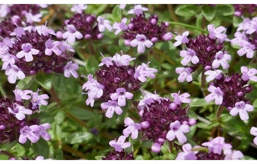 Thymus serpyllum