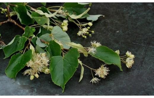 Tilia cordata