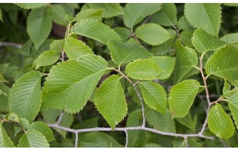 Ulmus rubra