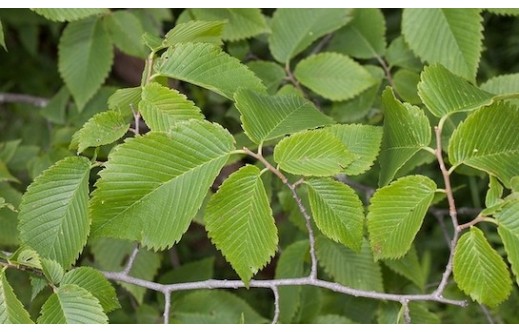 Ulmus rubra