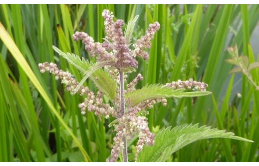 Urtica dioica