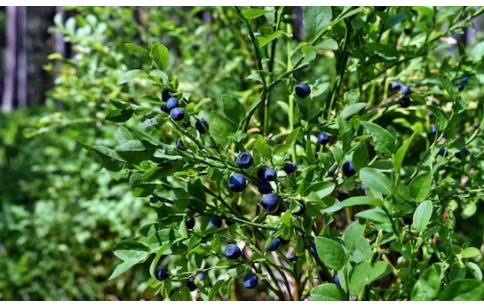 Vaccinium myrtillus