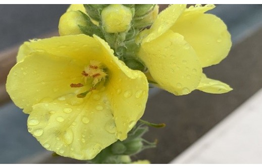 Verbascum thapsus