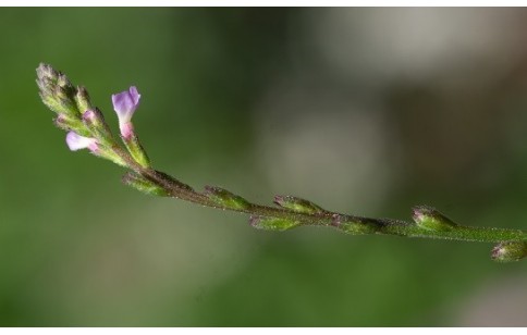 Verbena officinalis