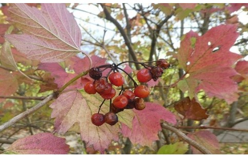 Viburnum opulus