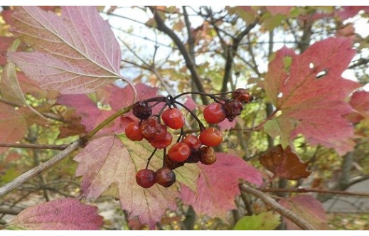 Viburnum opulus