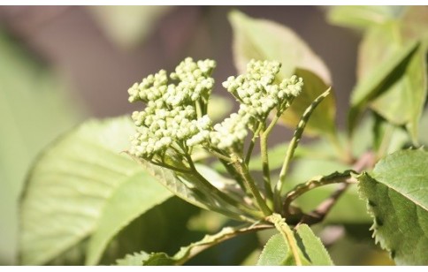 Viburnum prunifolium