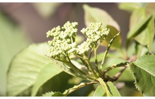 Viburnum prunifolium