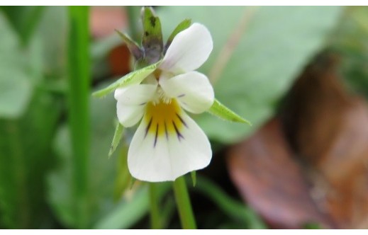 Viola arvensis