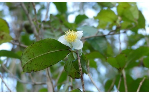 Camellia sinensis