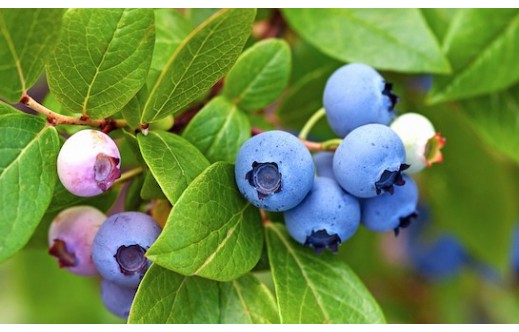 Vaccinium angustifolium