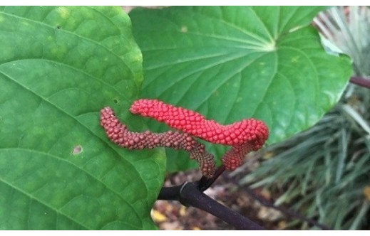 Piper methysticum
