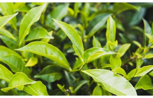 Ilex paraguariensis