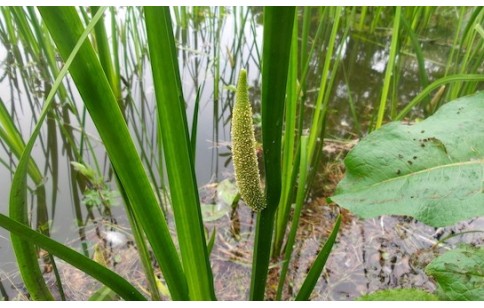 Acorus calamus