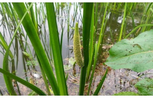 Acorus calamus