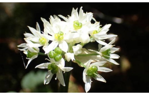 Allium ursinum