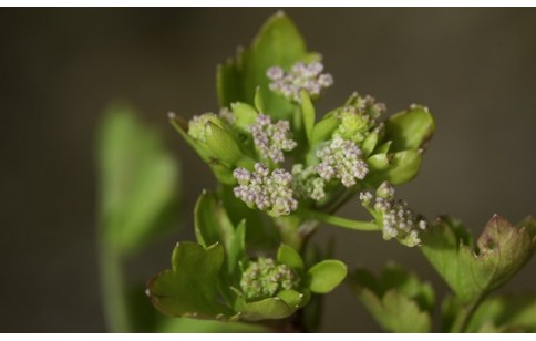 Apium graveolens