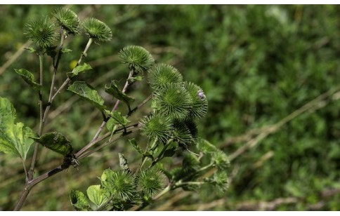 Arctium lappa