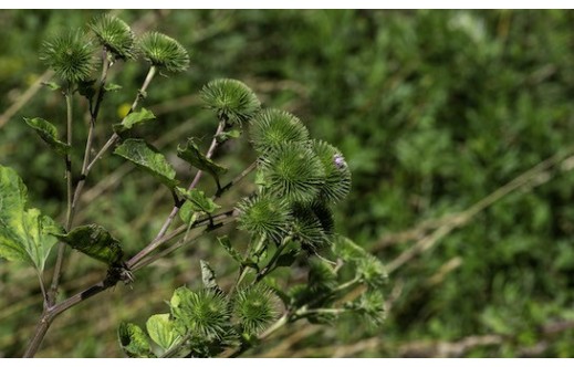 Arctium lappa