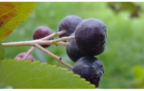 Aronia melanocarpa